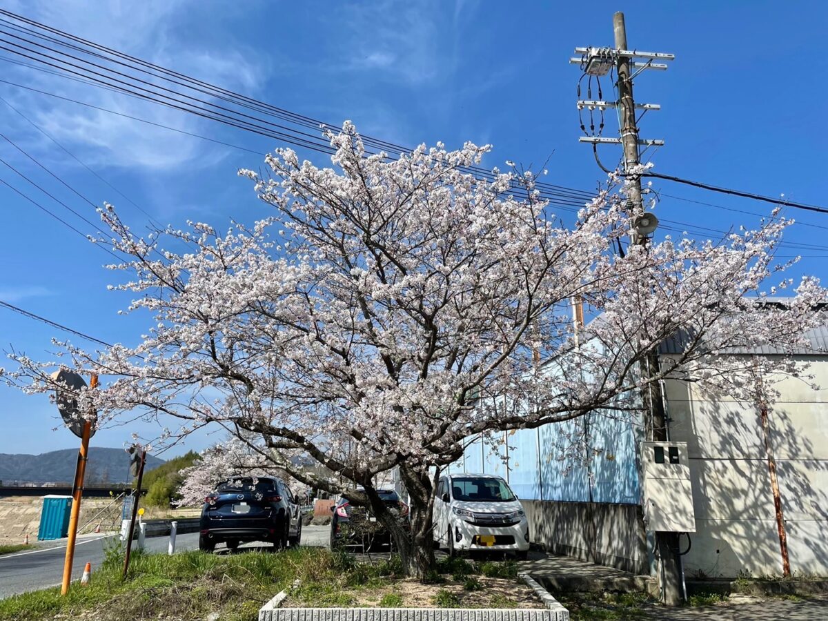 🌸桜満開🌸